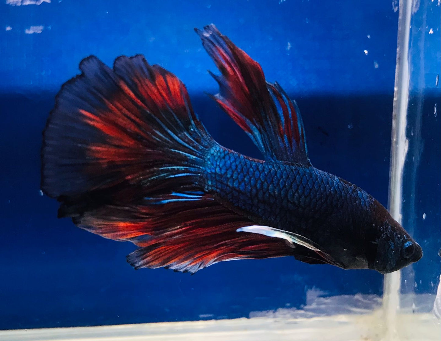 Fighter Fish, Male