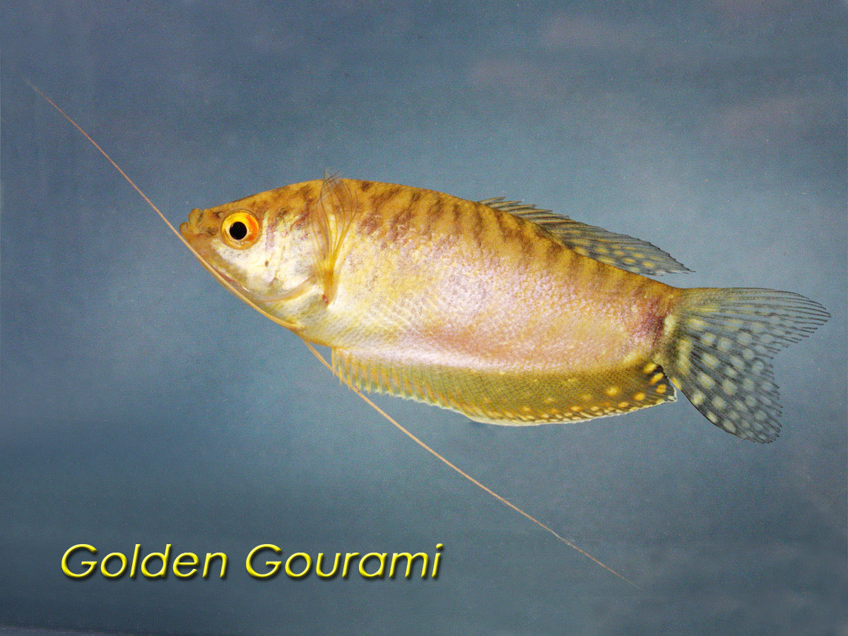 Golden Gourami