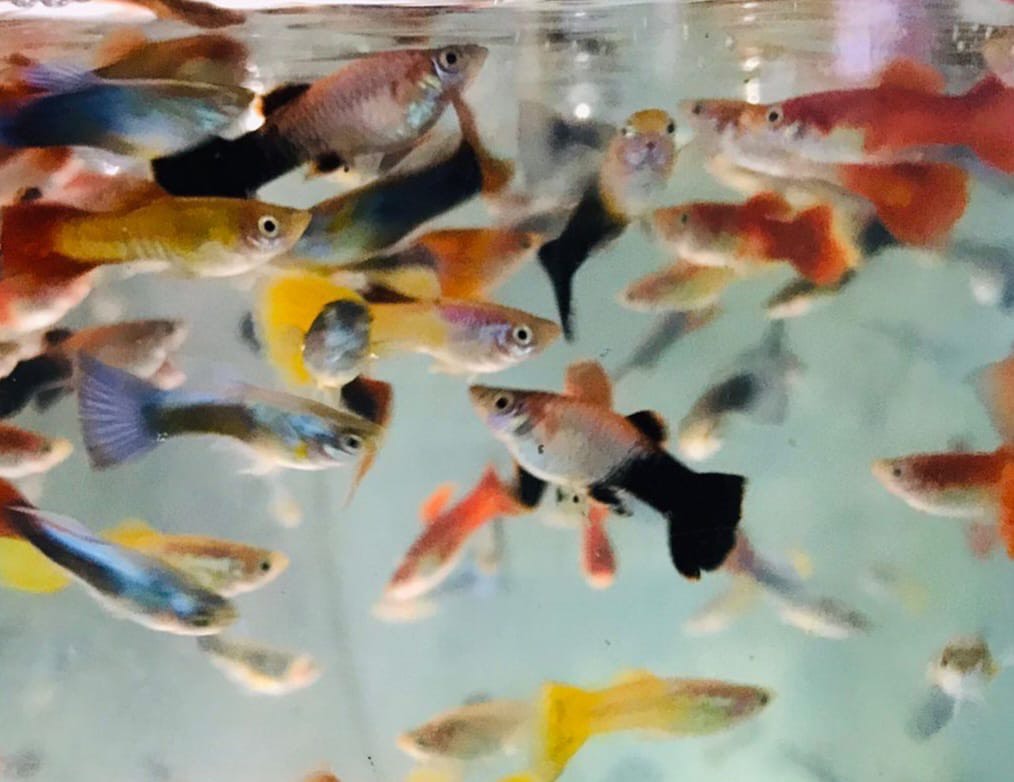 Assorted Guppy (Wholesale)