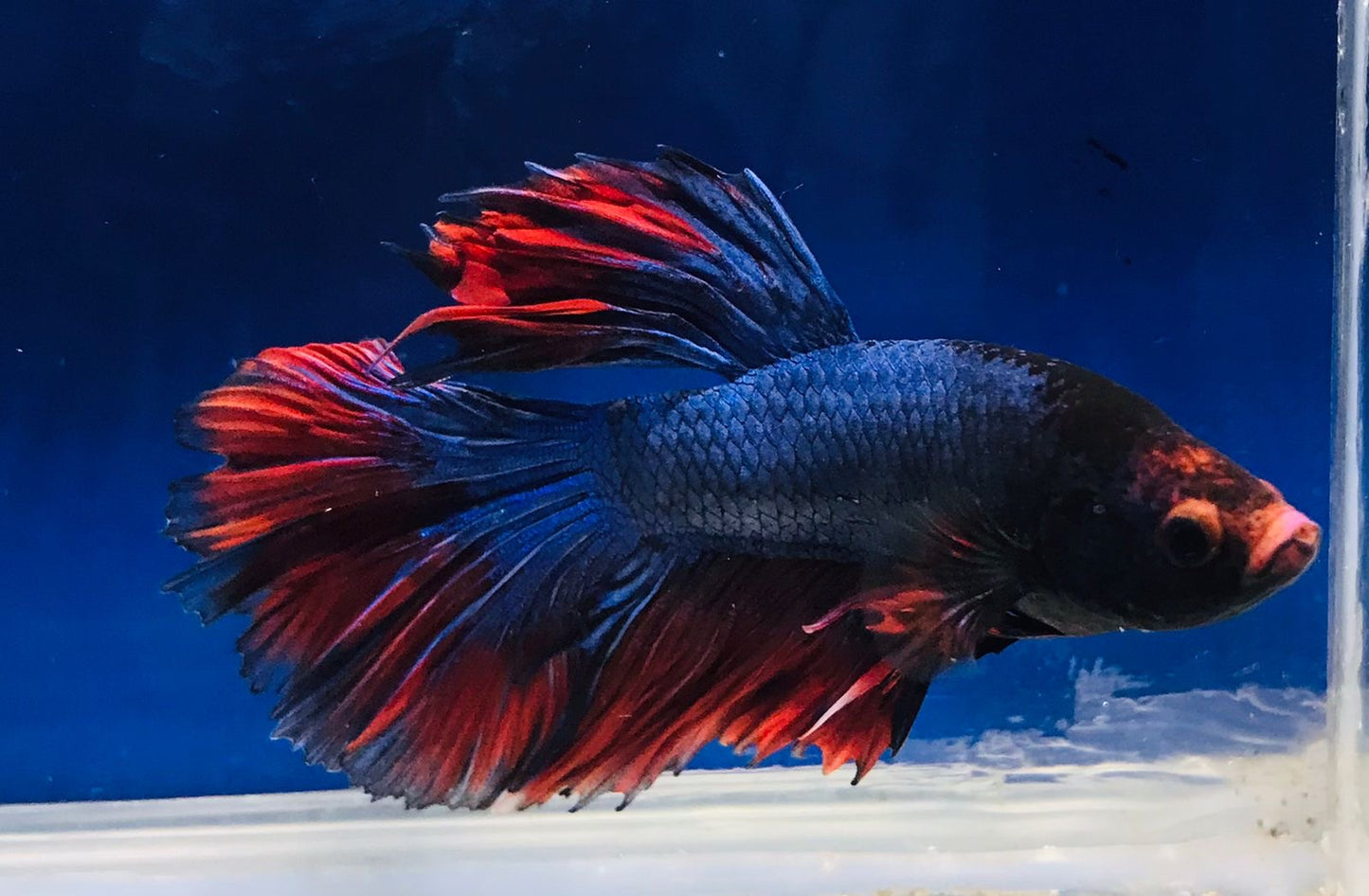 Fighter Fish, Male