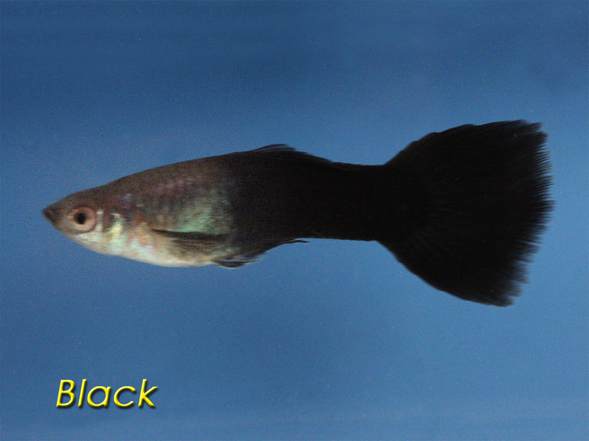 Guppy Black, Male