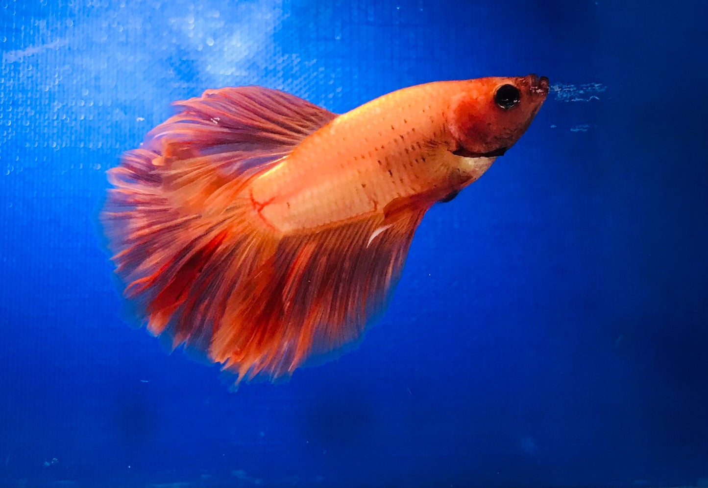 Fighter Fish, Male