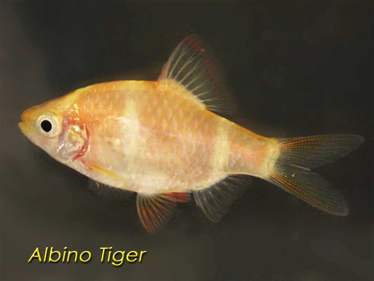 Tiger Barb (Albino)