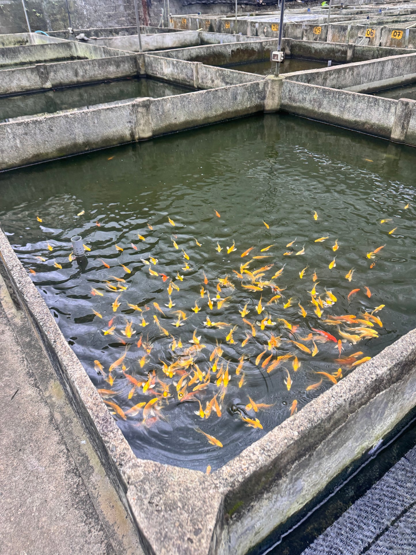 Veiltail Koi Carp (6-7cm)