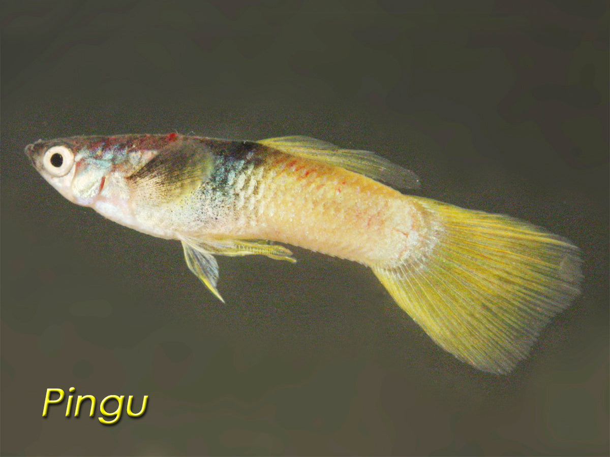Bumble Bee Guppy, Male