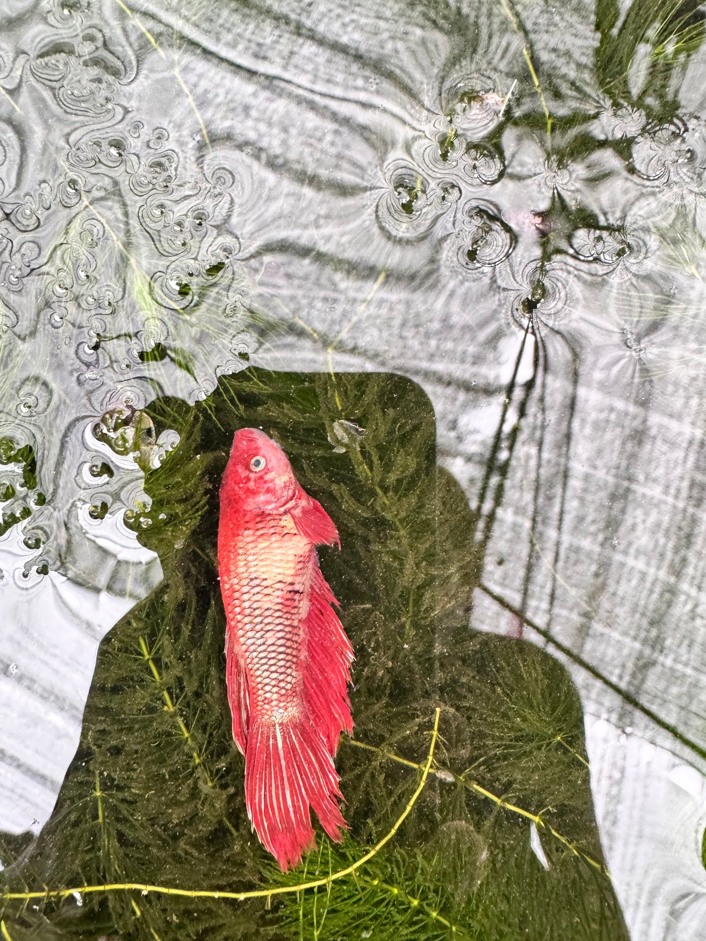 Fighter Fish, Female