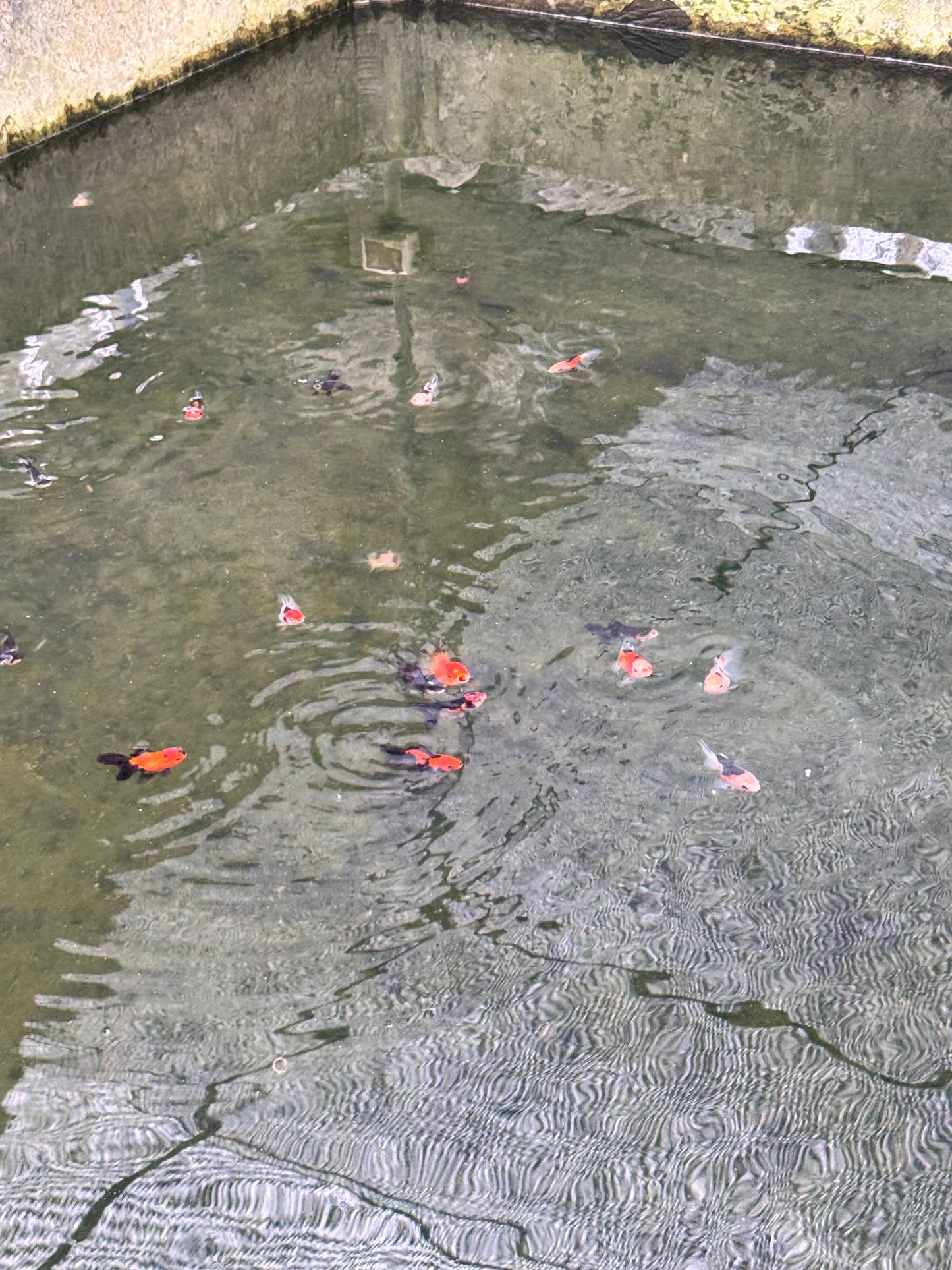 Assorted Goldfish (Wholesale)