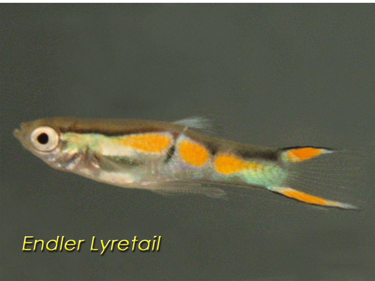 Endler Assorted Guppy, Male