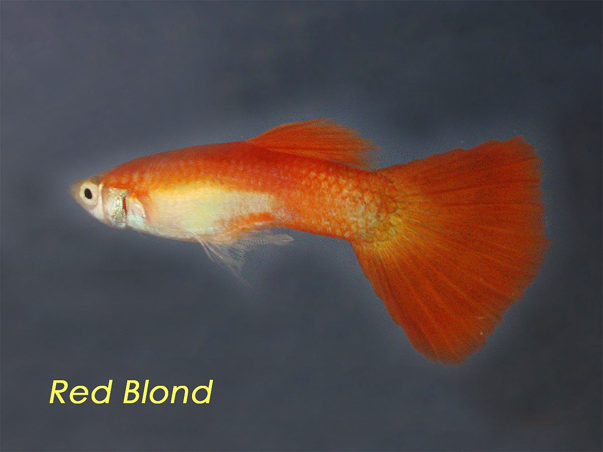 Red Blonde Guppy, Male