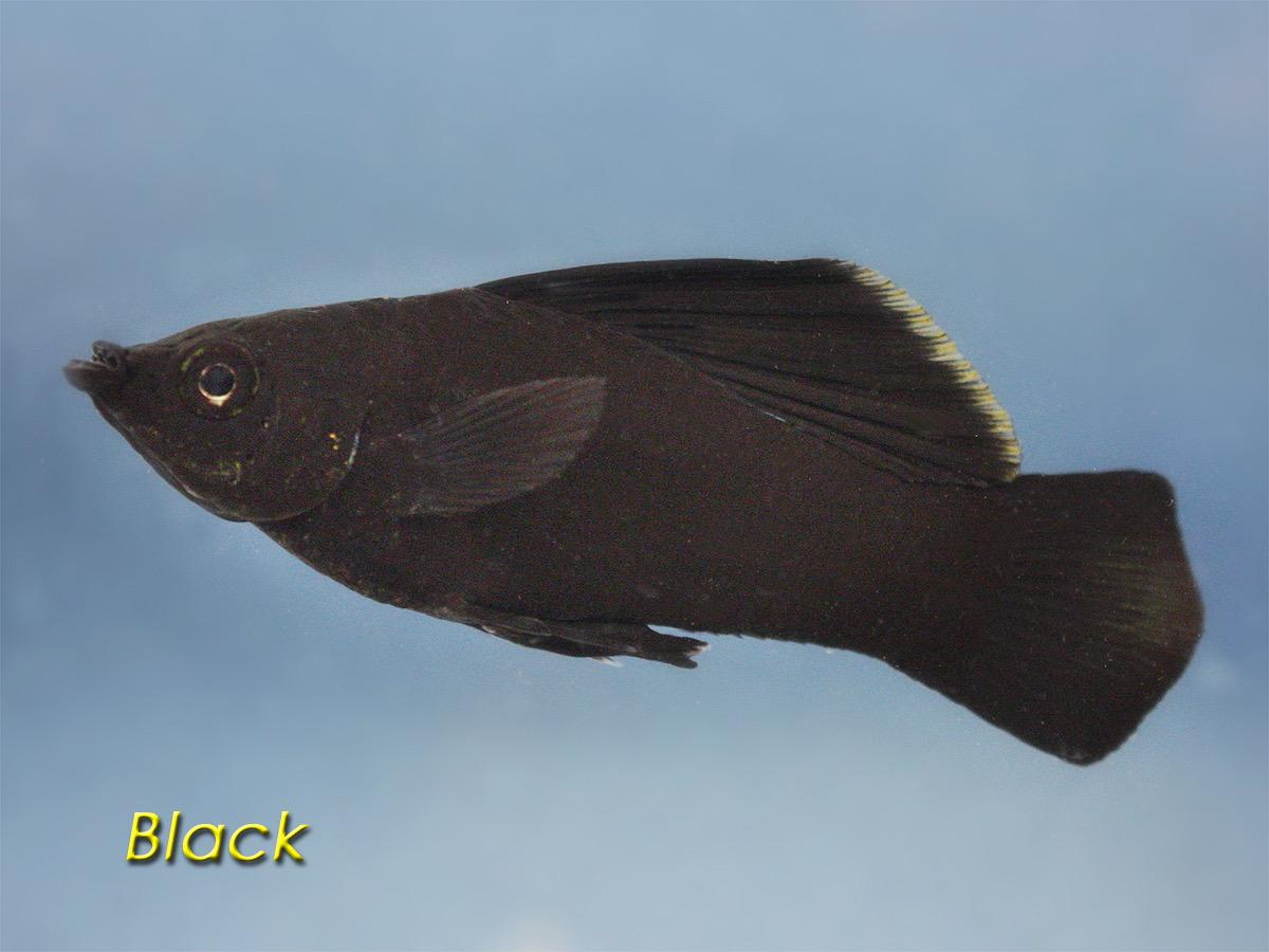 Black Molly