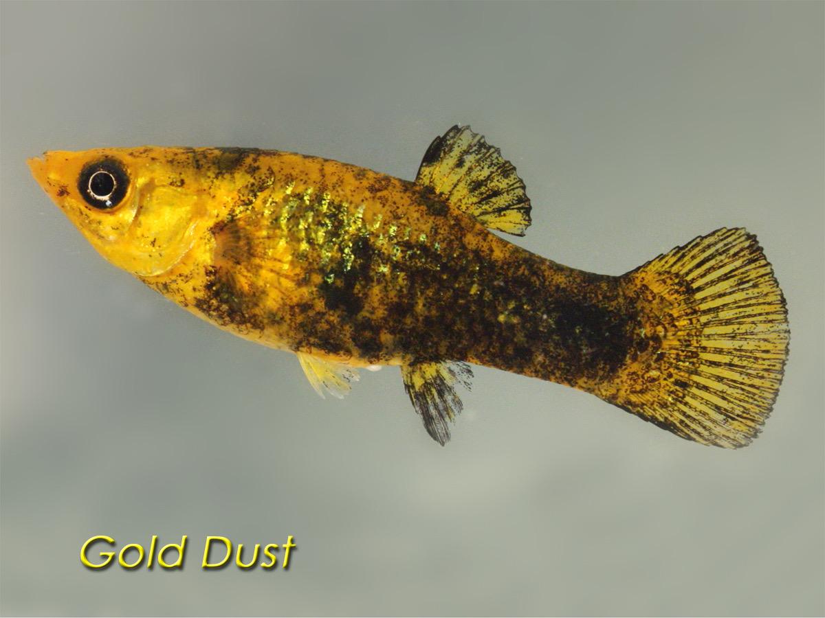 Gold Black Molly