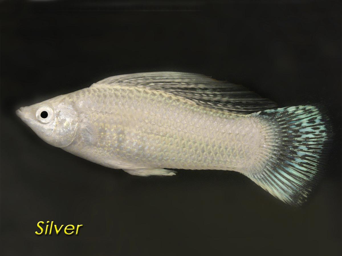 Silver Molly