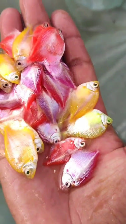Tetra Color Skirts (Green, Yellow, Orange, Blue, Red, Purple)