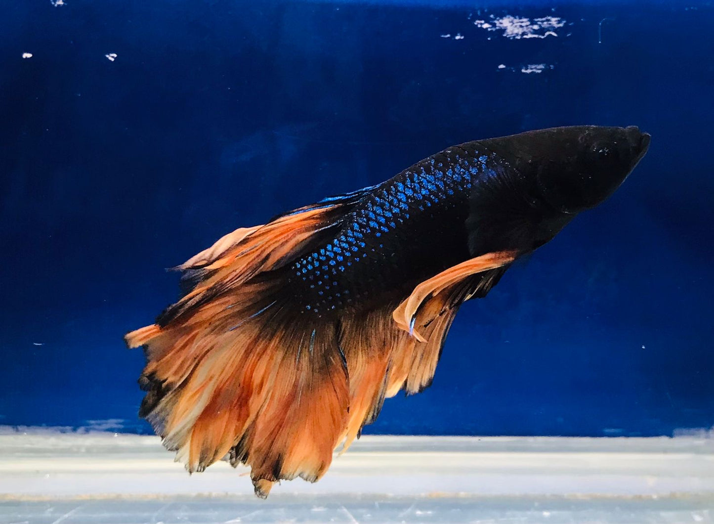 Fighter Fish, Male