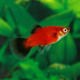 Platy