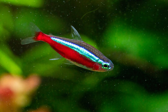 Tetra