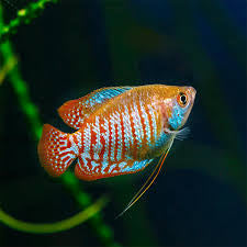 Gourami