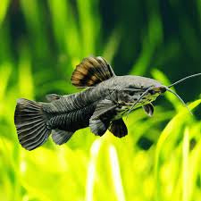 Catfish