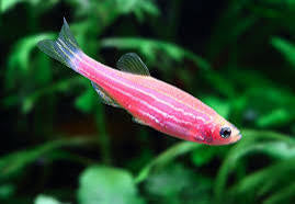 Danios