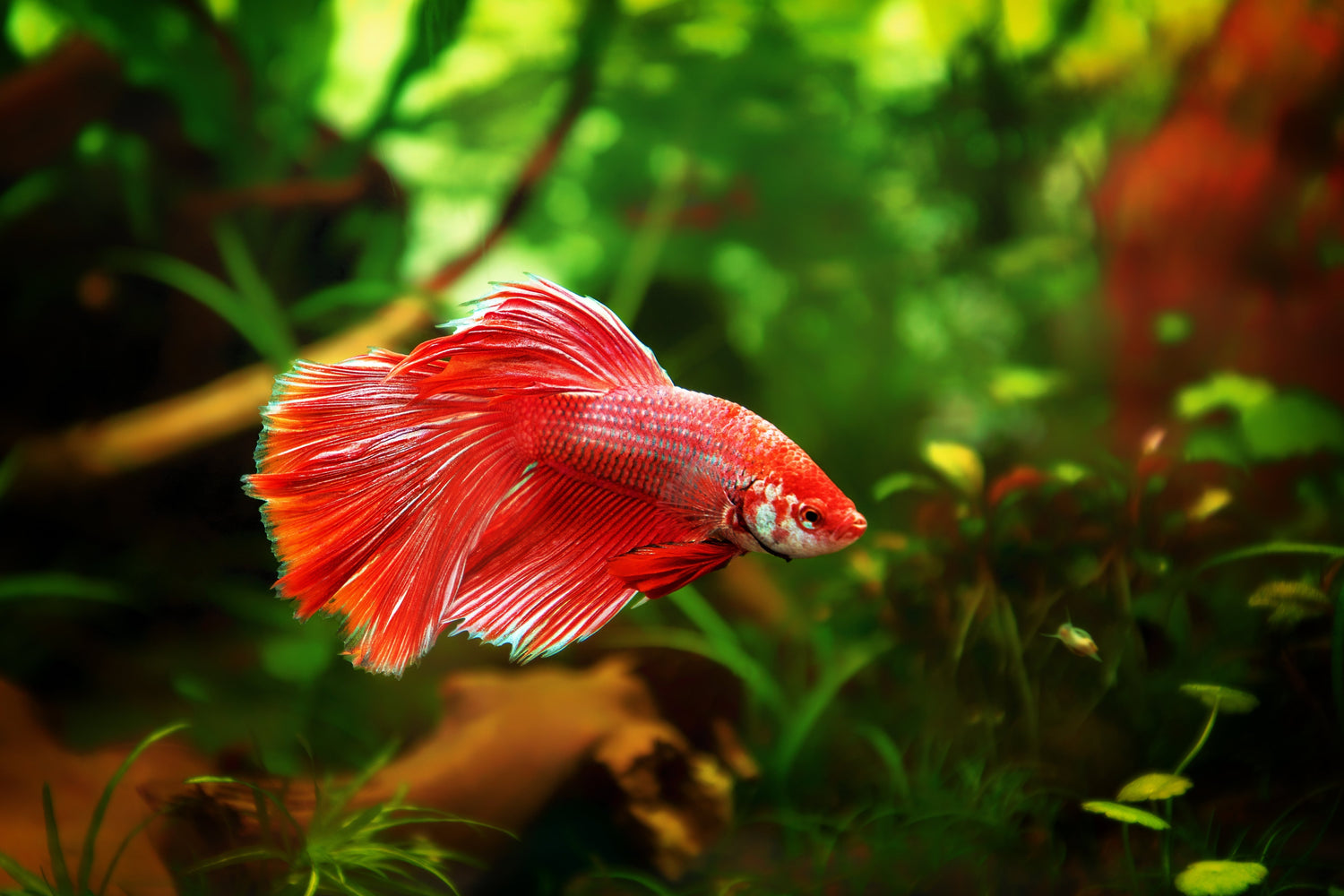 Bettas (Fighters)