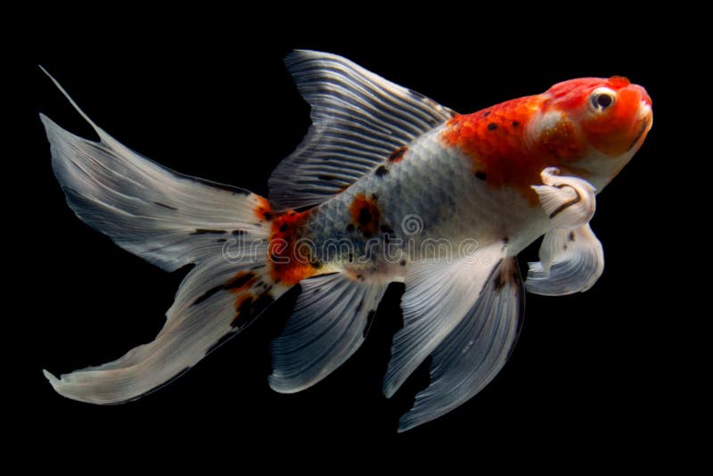Carp (koi)