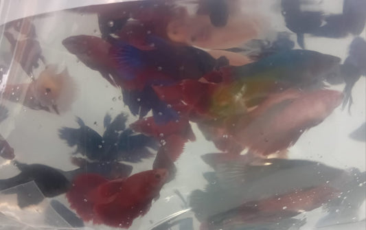 Fighter Fish, Female
