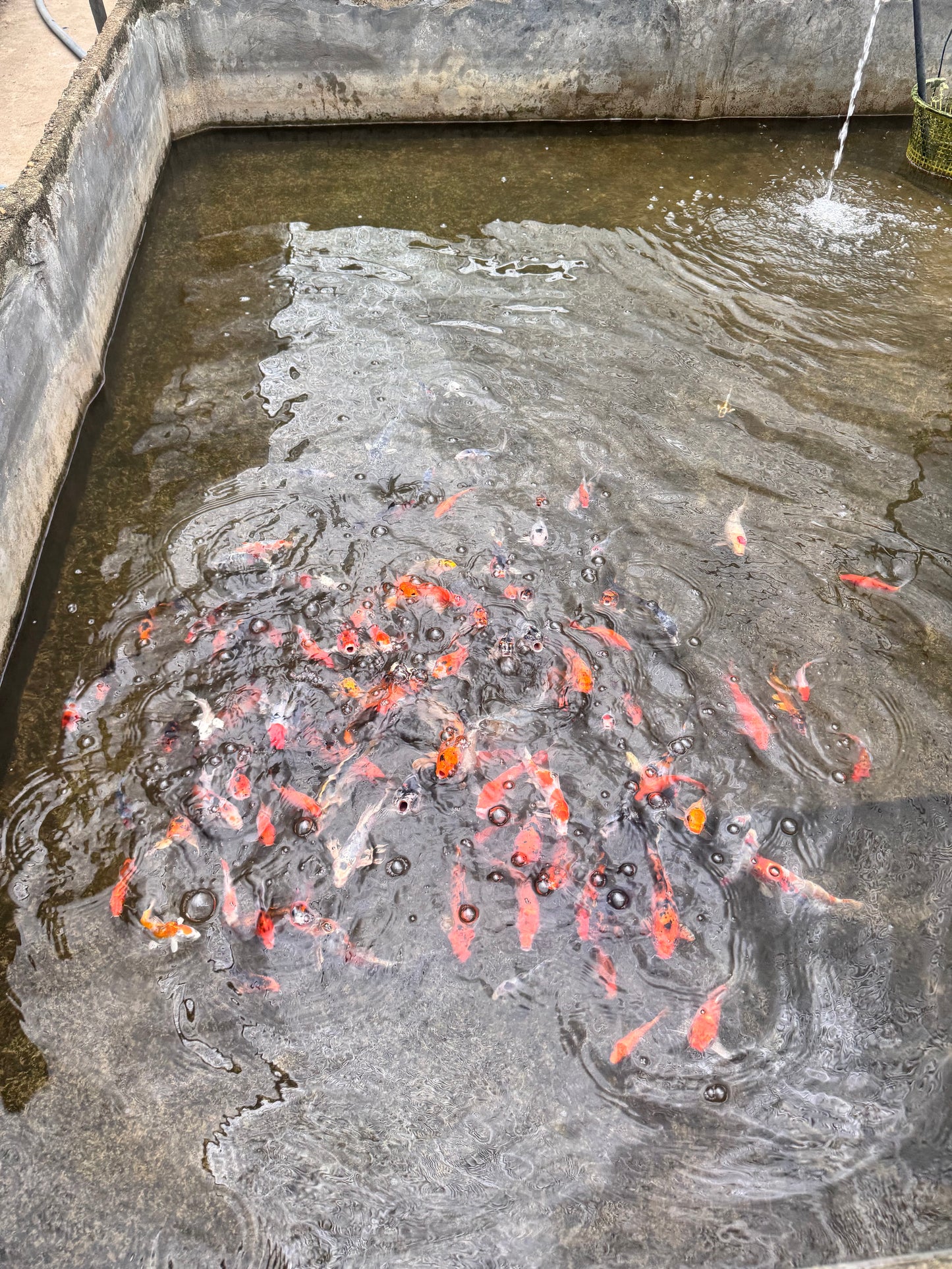 Assorted Koi Carp (10-12cm)
