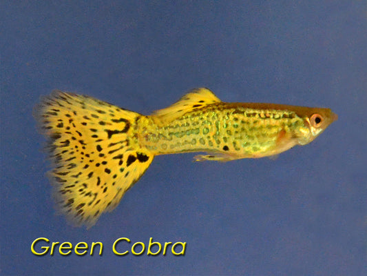 Green Cobra Guppy, Male
