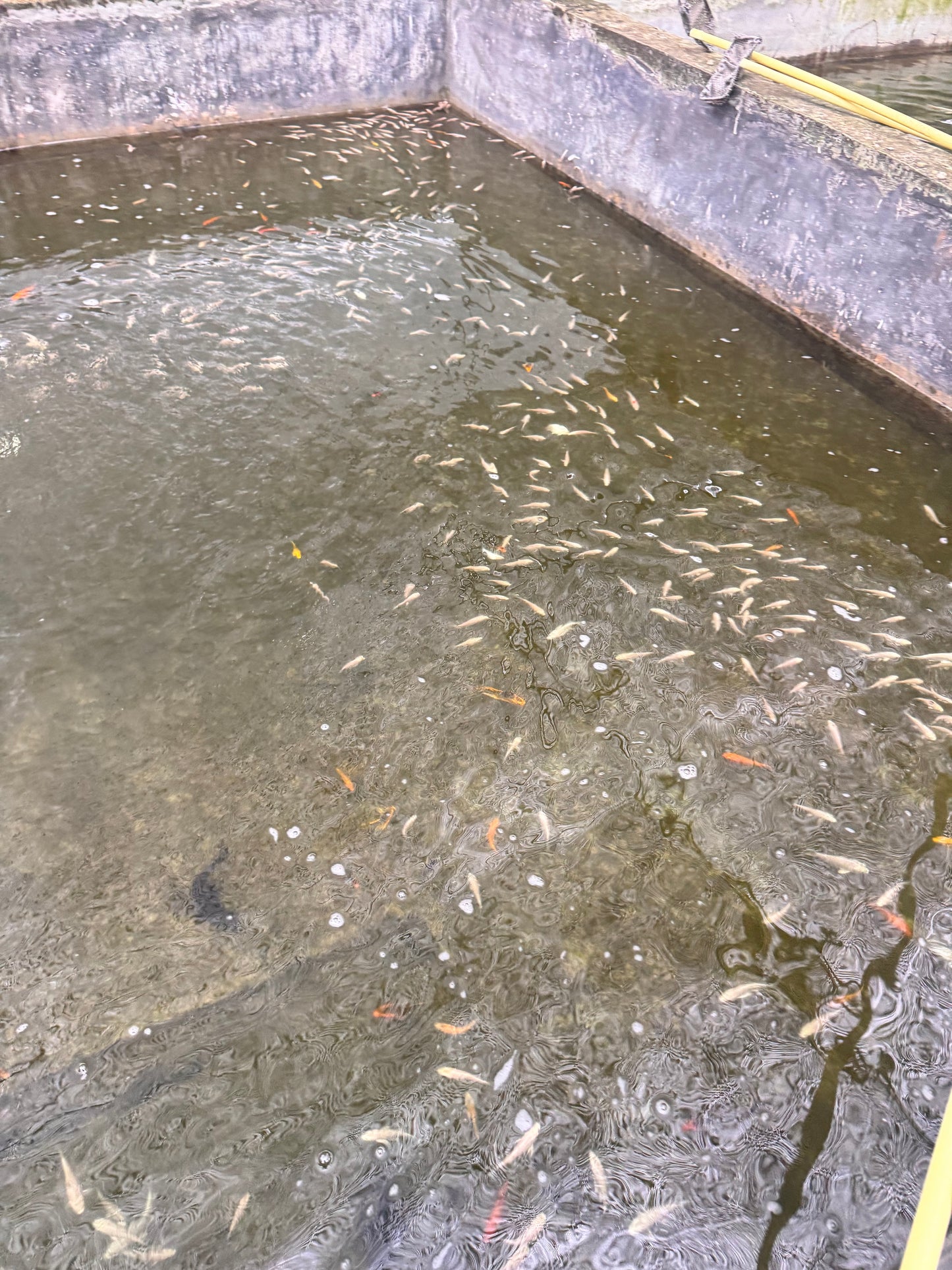 Platinum Koi Carp (4-5cm)
