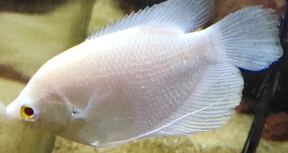 Giant White Gourami