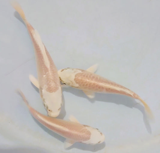 Platinum Koi Carp (4-5cm)