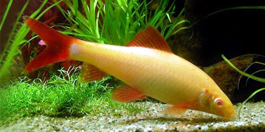 Albino Sharks