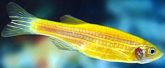 Zebra Yellow Danio