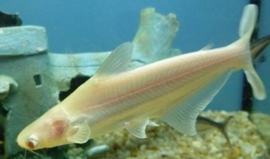Albino Catfish