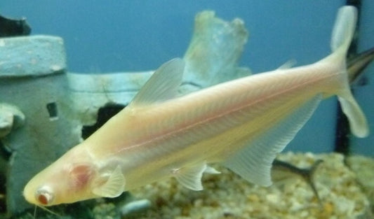 Albino Catfish