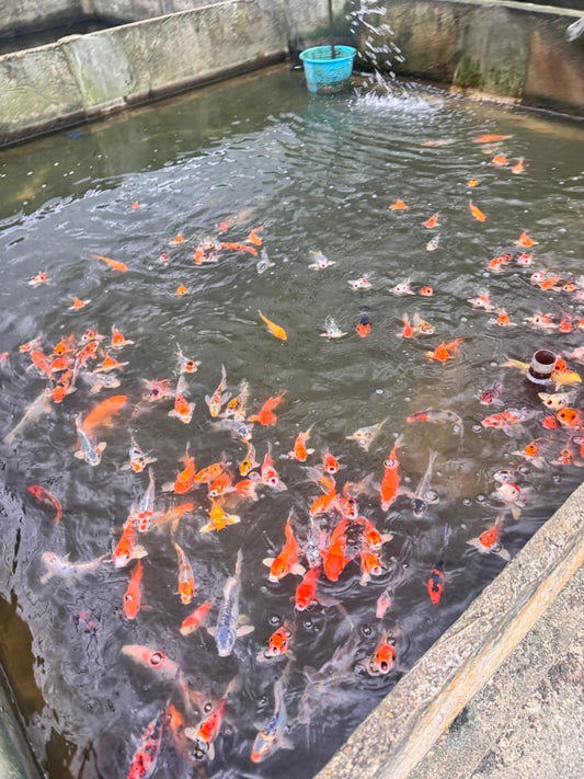 Veiltail Koi Carp (10-12cm)