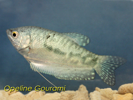 Blue Gourami