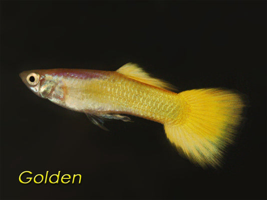 Golden Yellow Guppy