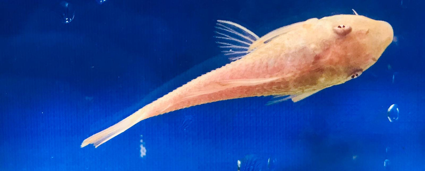 Scavenger Albino