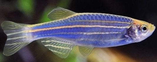 Zebra Blue Danio