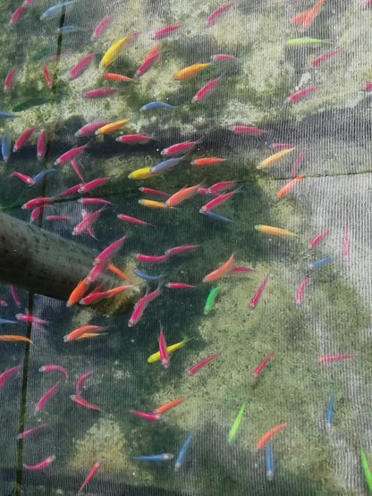 Tetra Color Skirts (Green, Yellow, Orange, Blue, Red, Purple)