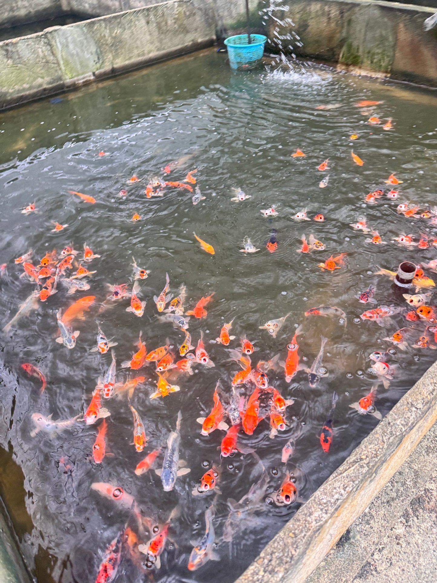 Veiltail Koi Carp (8-9cm)