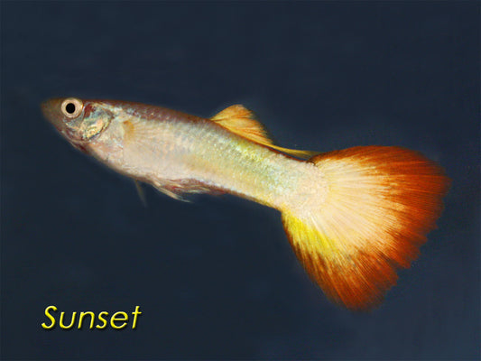 Sunset Guppy, Male