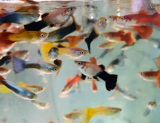 Assorted Guppy (Wholesale)