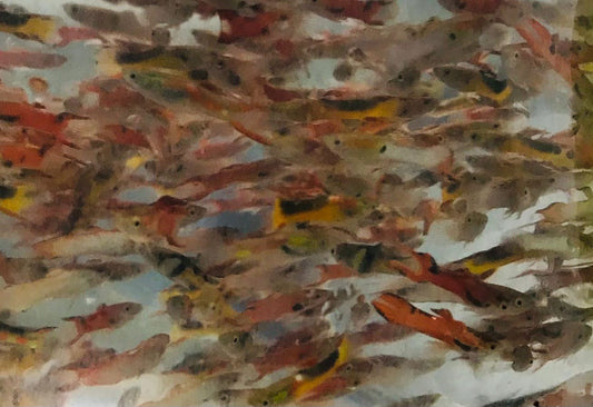 Assorted Swordtail (Wholesale)