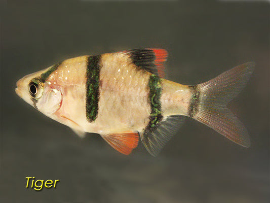 Tiger Barb