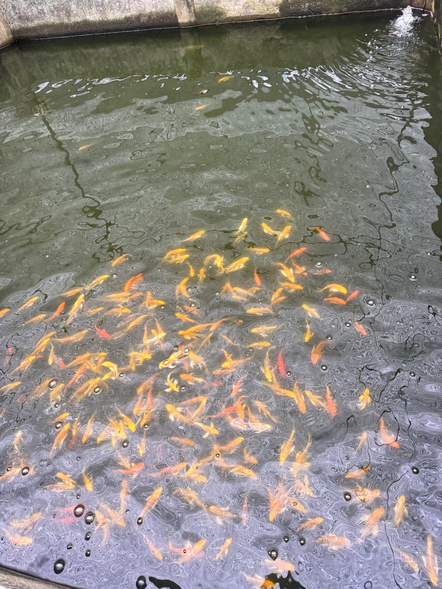 Veiltail Koi Carp (6-7cm)