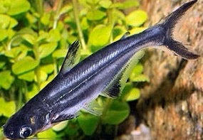 Black Catfish
