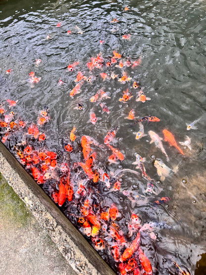 Assorted Koi Carp (16-17cm)