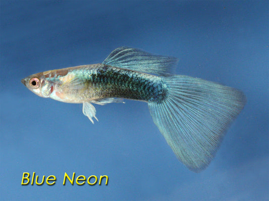 Neon Blue Guppy, Male